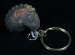 Real Phacops Trilobite Keychain #4727-1